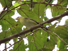 Leiothlypis peregrina