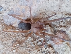 Filistata insidiatrix