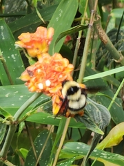 Bombus brasiliensis