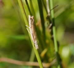 Culladia cuneiferellus