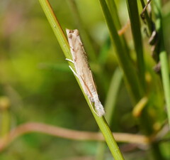 Culladia cuneiferellus