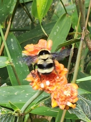 Bombus brasiliensis