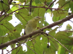 Leiothlypis peregrina