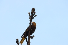 Psarocolius angustifrons