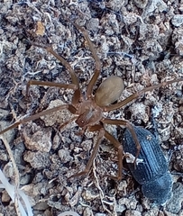 Loxosceles rufescens