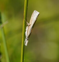 Culladia cuneiferellus
