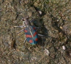 Cicindela sommeri