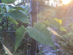 Betula cordifolia