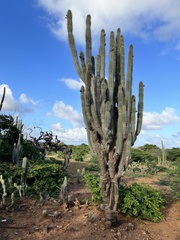 Cereus repandus