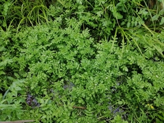 Nasturtium microphyllum