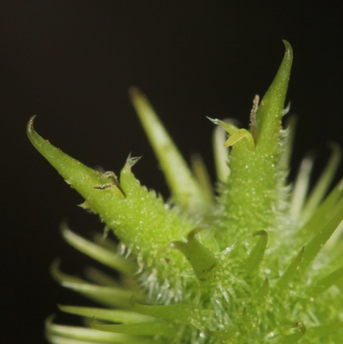 Common cocklebur