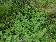 Nasturtium microphyllum