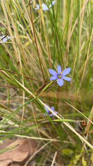 Sisyrinchium