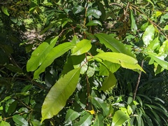 Schizomeria ovata