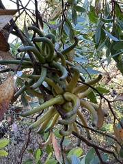 Eucalyptus conferruminata