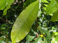 Schizomeria ovata