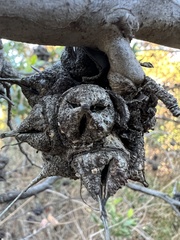 Eucalyptus conferruminata