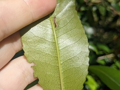 Schizomeria ovata