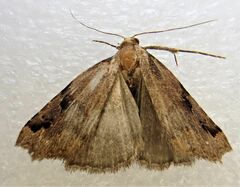 Trigonistis anticlina