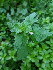 Lamium hybridum