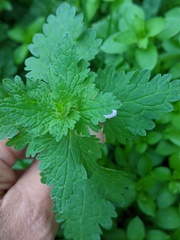 Lamium hybridum