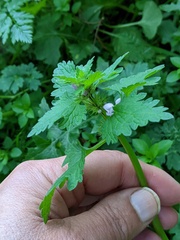 Lamium hybridum
