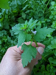 Lamium hybridum