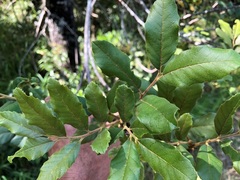 Cupaniopsis tomentella