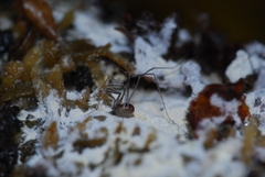 Mitostoma chrysomelas