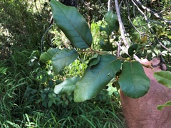 Cupaniopsis tomentella