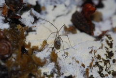 Mitostoma chrysomelas