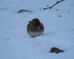 Junco hyemalis cismontanus