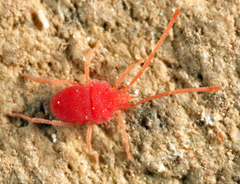 Smarididae