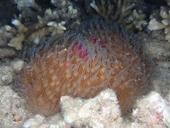 Lobactis scutaria