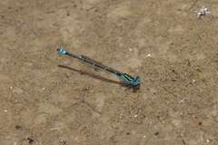 Austroagrion watsoni