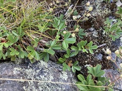 Sibbaldiopsis tridentata