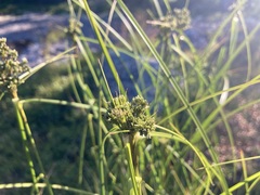 Scirpus atrocinctus