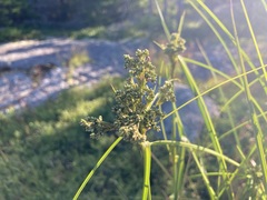 Scirpus atrocinctus