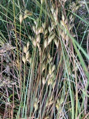 Carex scoparia