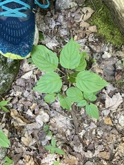 Cornus alternifolia