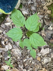 Cornus alternifolia