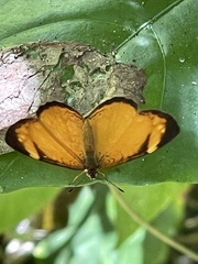 Tegosa anieta