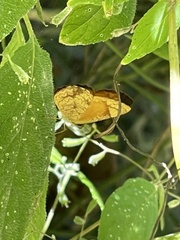 Tegosa anieta