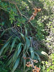 Phormium tenax