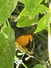 Tegosa anieta