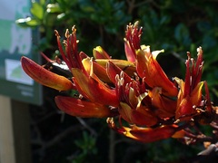Phormium tenax