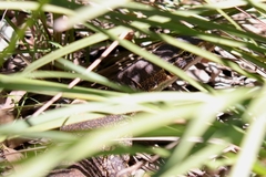 Varanus gouldii