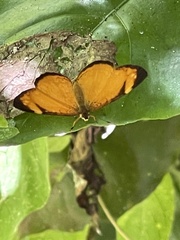 Tegosa anieta