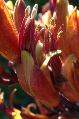 Phormium tenax