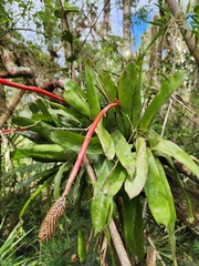 Aechmea pineliana